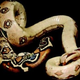 Illustration for article titled Scientists identify virus that makes snakes tie themselves into knots and starve to death